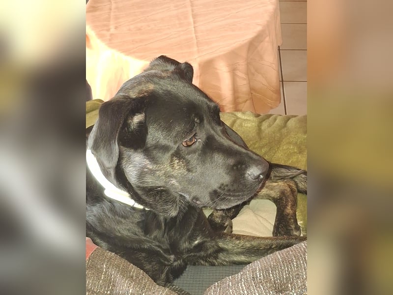 Maja sucht ein neues zu Hause