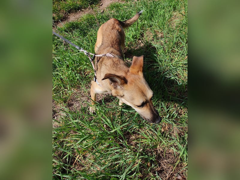 Bereits in Deutschland *|* Traumhündin *CINDY*