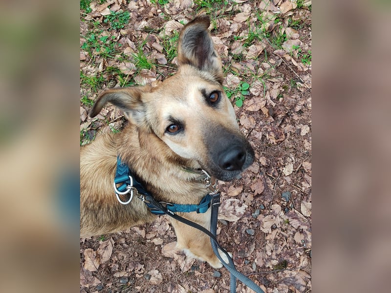 Bereits in Deutschland *|* Traumhündin *CINDY*