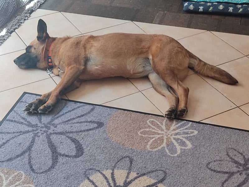 Sanft und Ruhig ♥️ Violeta ♥️ in 67697 auf Pflegestelle