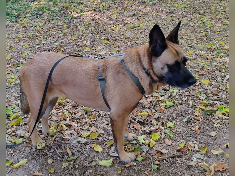Sanft und Ruhig ♥️ Violeta ♥️ in 67697 auf Pflegestelle