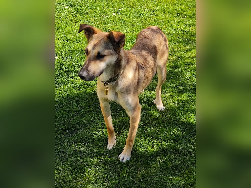 Bereits in Deutschland *|* Traumhündin *CINDY*