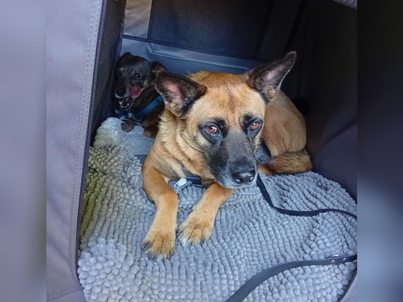 Sanft und Ruhig ♥️ Violeta ♥️ in 67697 auf Pflegestelle