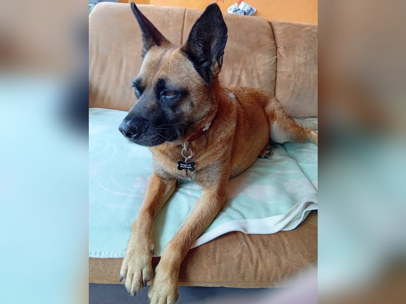 Sanft und Ruhig ♥️ Violeta ♥️ in 67697 auf Pflegestelle