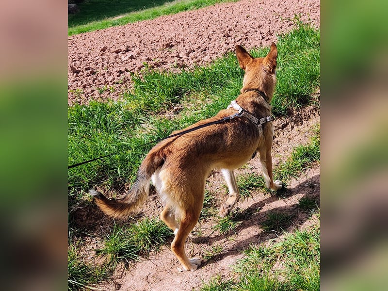 Bereits in Deutschland *|* Traumhündin *CINDY*