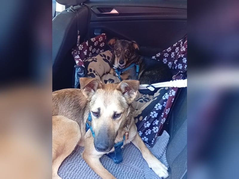 Bereits in Deutschland *|* Traumhündin *CINDY*