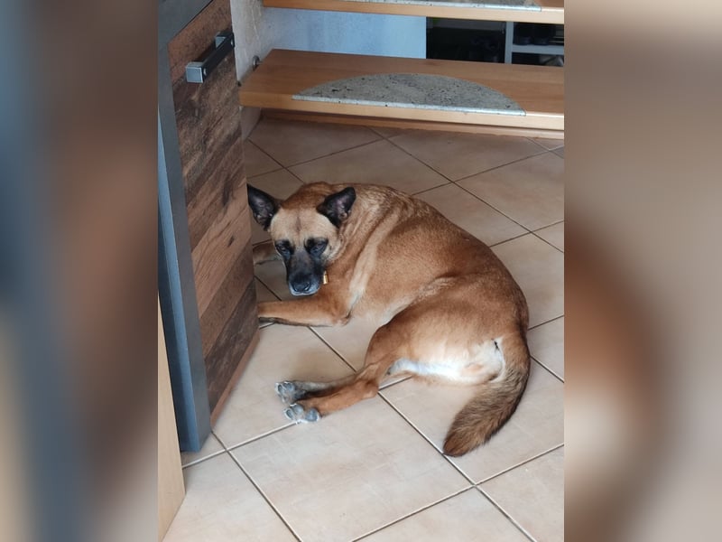 Sanft und Ruhig ♥️ Violeta ♥️ in 67697 auf Pflegestelle