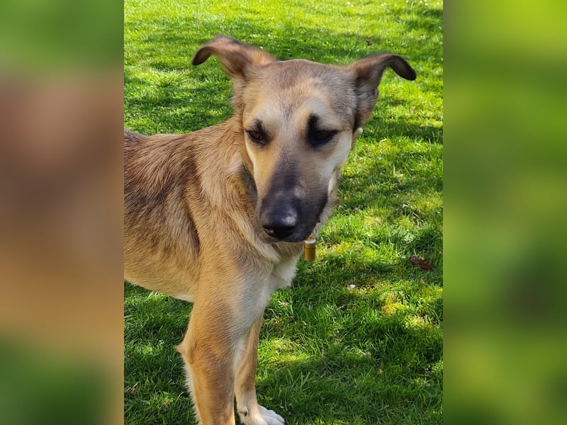 Bereits in Deutschland *|* Traumhündin *CINDY*