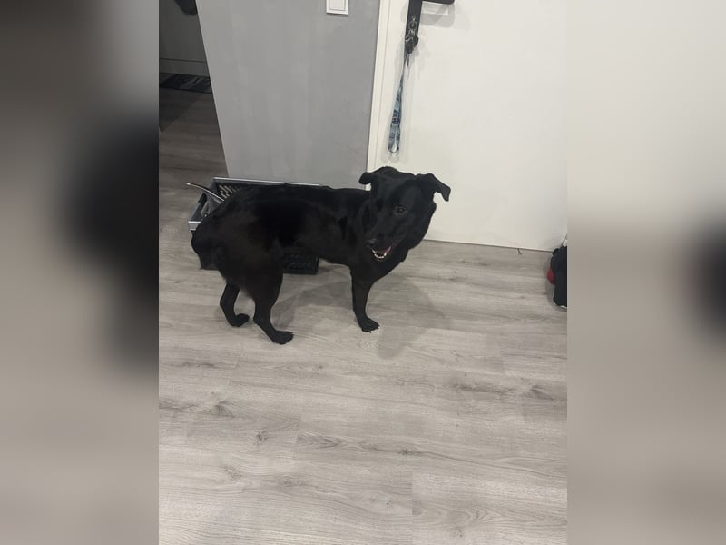 Malinios Schäferhund Mischling
