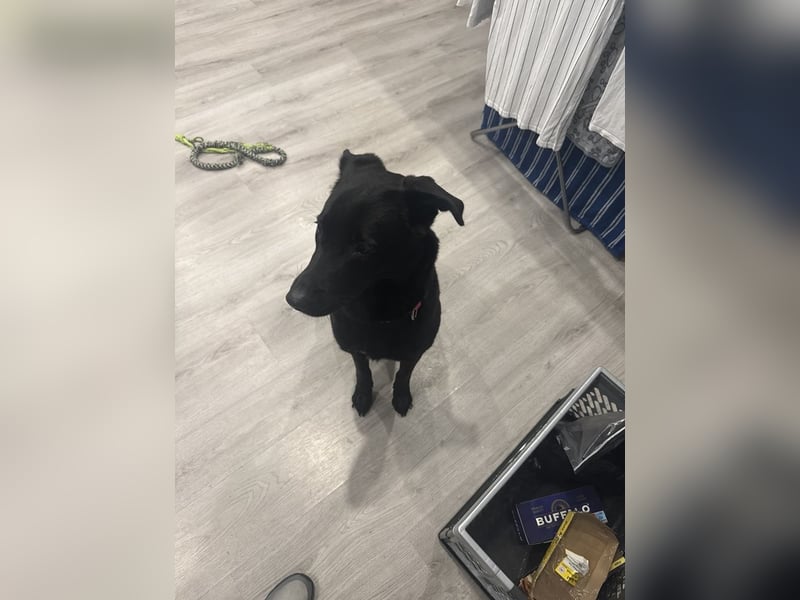 Malinios Schäferhund Mischling
