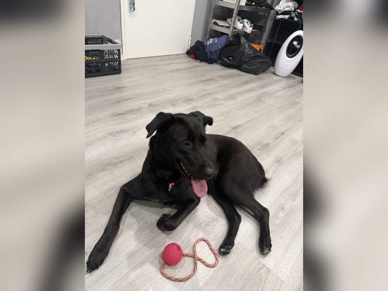 Malinios Schäferhund Mischling