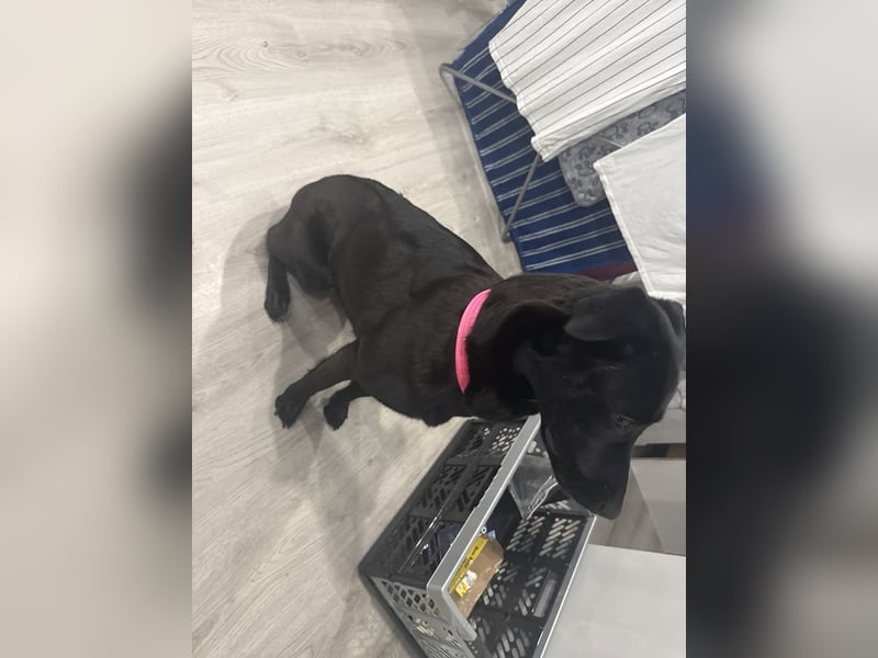 Malinios Schäferhund Mischling