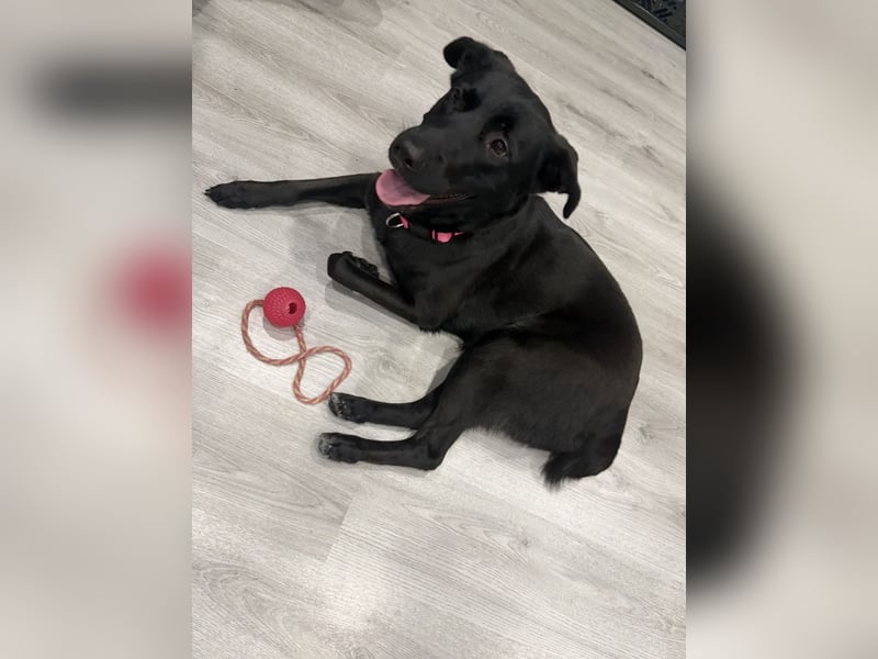 Malinios Schäferhund Mischling