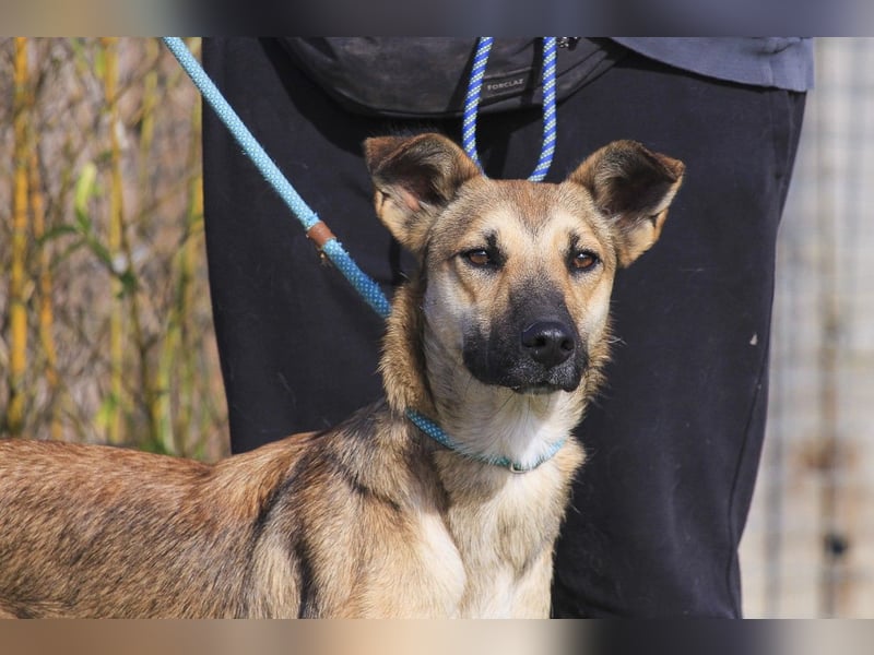 ❗️CINDY ❤️ hat ein Zuhause verdient ❗️