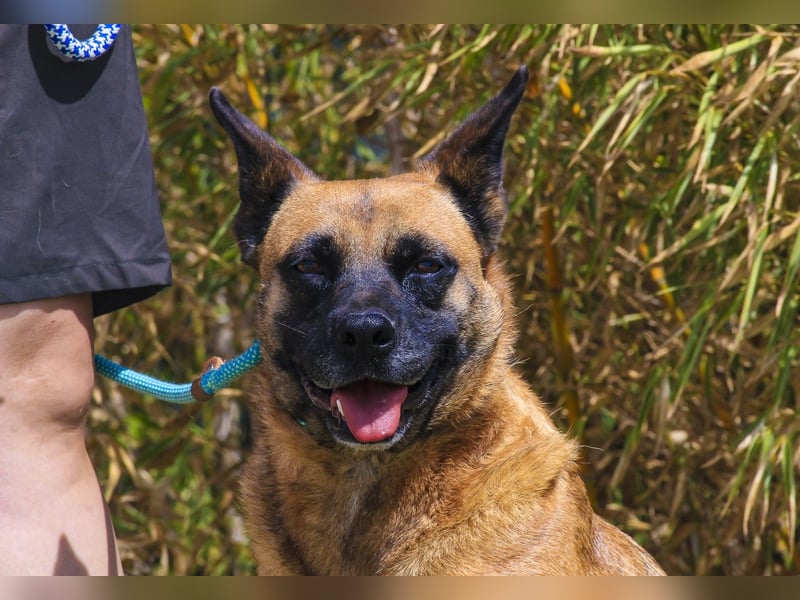 Unsere sanfte VIOLETA ❤️ will das Tierheim verlassen