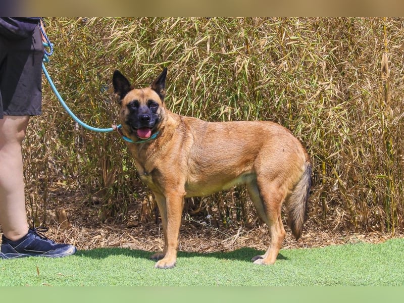 Unsere sanfte VIOLETA ❤️ will das Tierheim verlassen