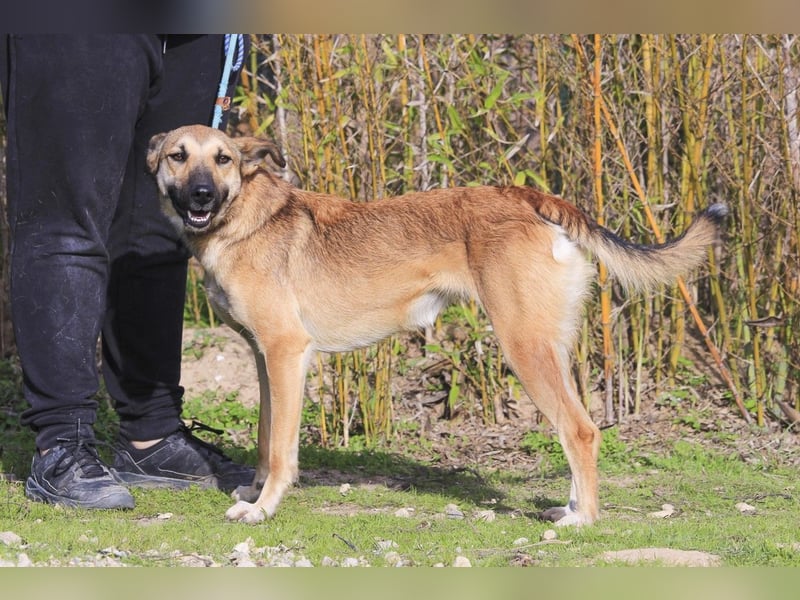 ❗️CINDY ❤️ hat ein Zuhause verdient ❗️