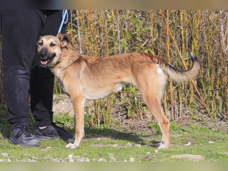 ❗️CINDY ❤️ hat ein Zuhause verdient ❗️