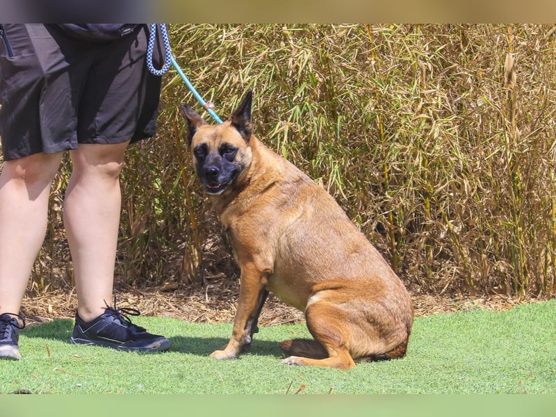 Unsere sanfte VIOLETA ❤️ will das Tierheim verlassen