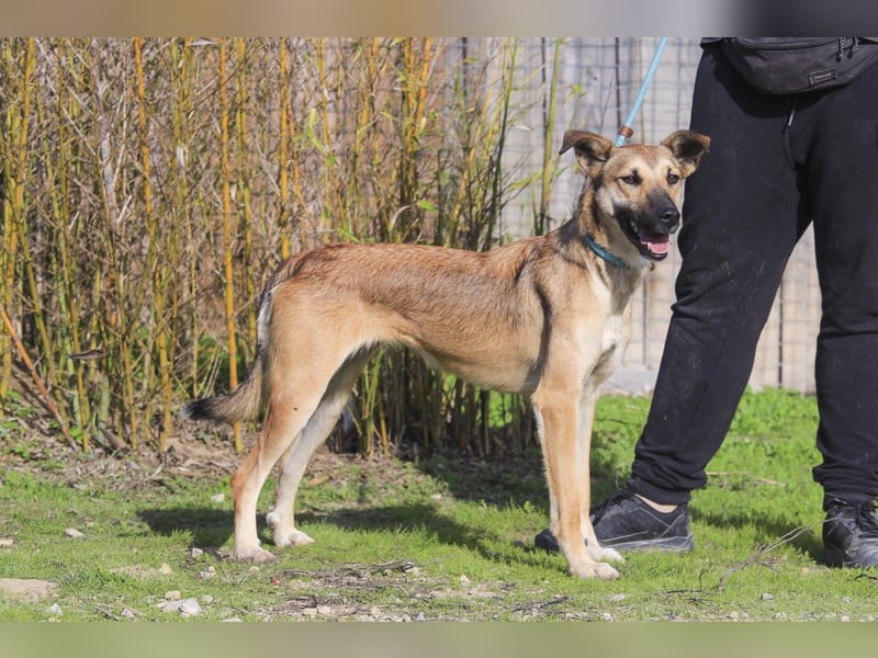 ❗️CINDY ❤️ hat ein Zuhause verdient ❗️