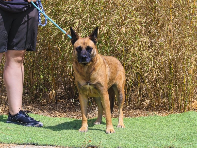 Unsere sanfte VIOLETA ❤️ will das Tierheim verlassen