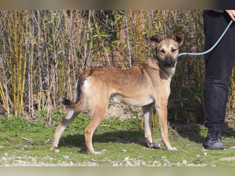 ❗️CINDY ❤️ hat ein Zuhause verdient ❗️