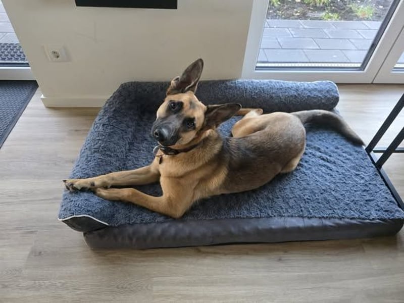 Fönix aktiver Mali Mix