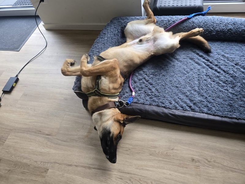 Fönix aktiver Mali Mix