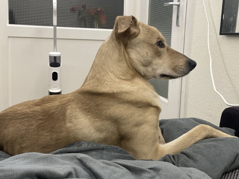 Schäferhund Labrador Mix