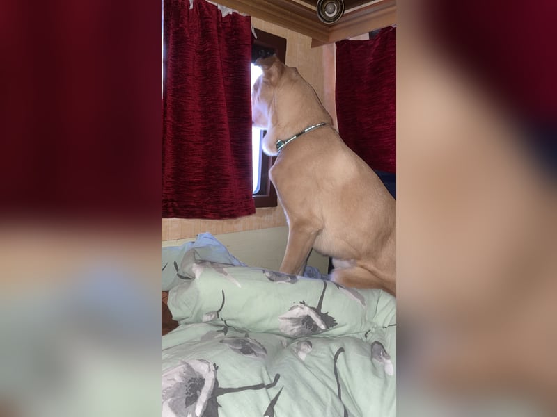 Schäferhund Labrador Mix