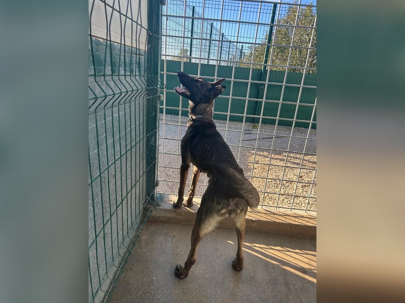 Notfall! Mali Hündin LU sucht ZH oder PS❤️