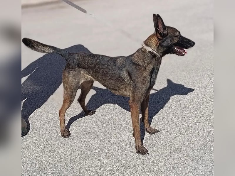 Notfall! Mali Hündin LU sucht ZH oder PS❤️