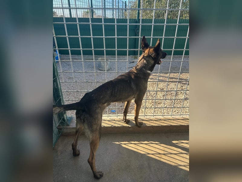 Notfall! Mali Hündin LU sucht ZH oder PS❤️