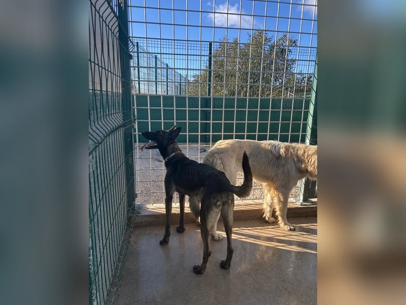 Notfall! Mali Hündin LU sucht ZH oder PS❤️