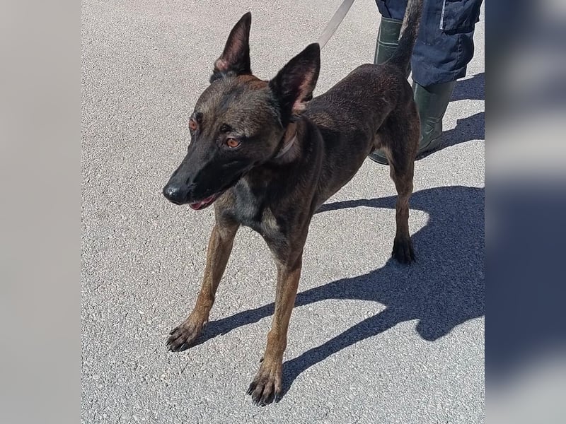 Notfall! Mali Hündin LU sucht ZH oder PS❤️