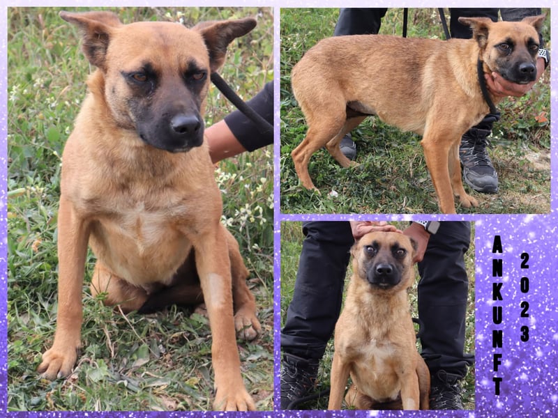 Unsere sanfte VIOLETA ❤️ soll endlich das Tierheim verlassen dürfen !!