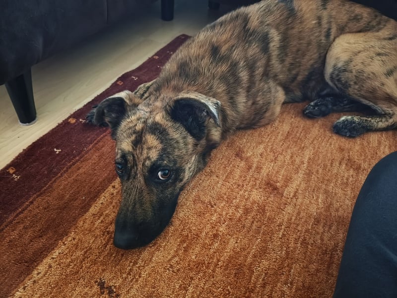 ❤️ Ein lieber, sensibler Hund sucht sein Für-immer-Zuhause