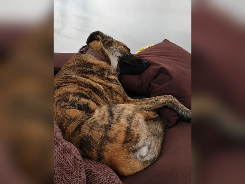 ❤️ Ein lieber, sensibler Hund sucht sein Für-immer-Zuhause