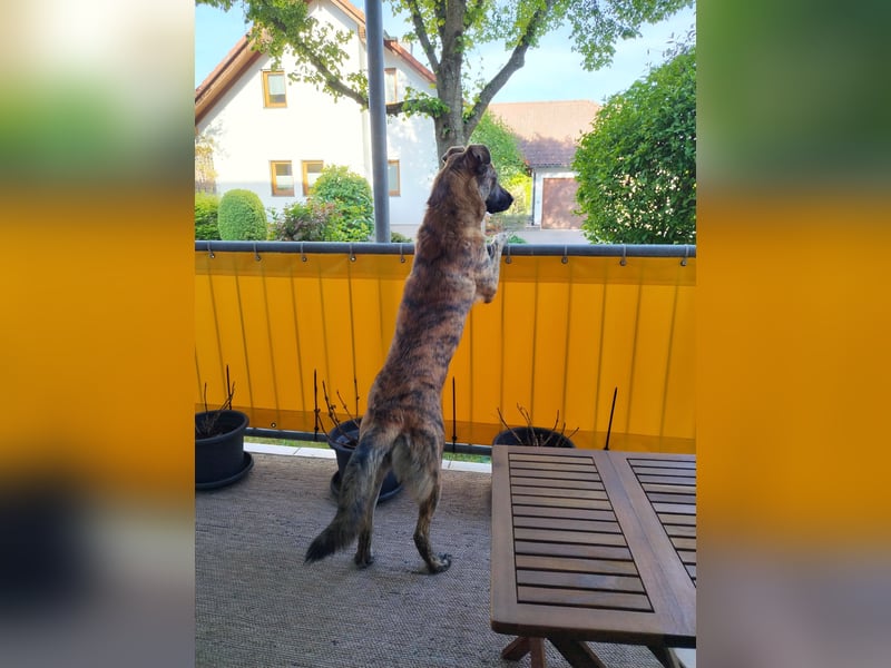 ❤️ Ein lieber, sensibler Hund sucht sein Für-immer-Zuhause