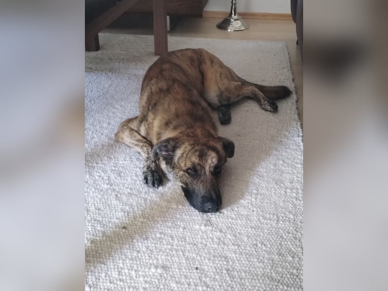 ❤️ Ein lieber, sensibler Hund sucht sein Für-immer-Zuhause