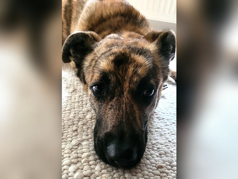 ❤️ Ein lieber, sensibler Hund sucht sein Für-immer-Zuhause