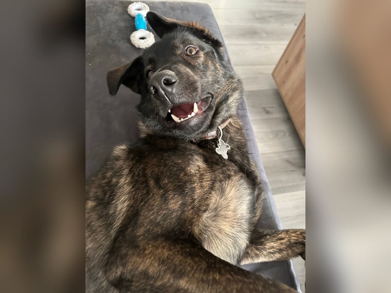 Mali/Herdermix  sucht neues zu Hause
