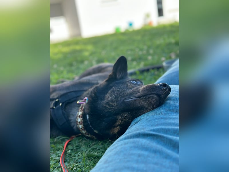 Mali/Herdermix  sucht neues zu Hause