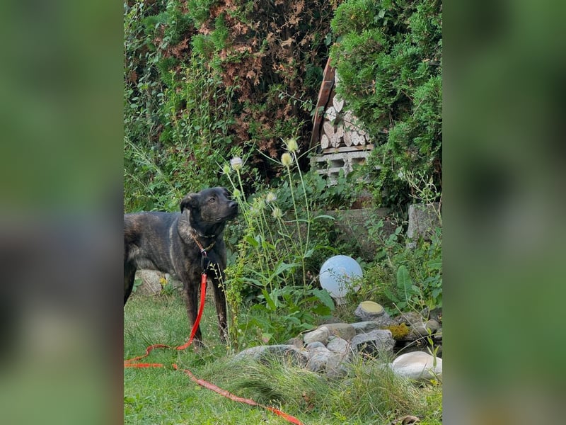 Mali/Herdermix  sucht neues zu Hause