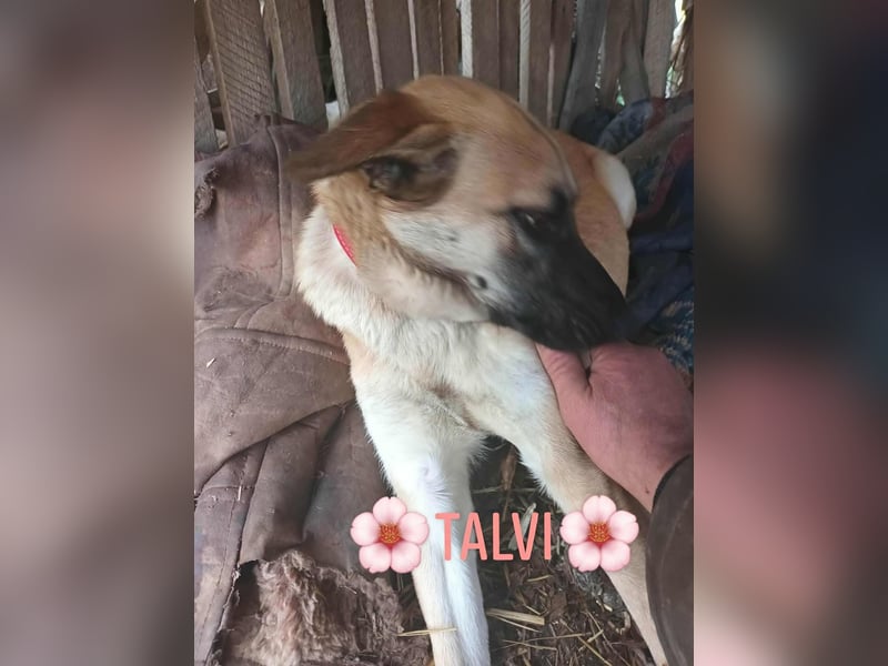TALVI - gefunden auf der Straße