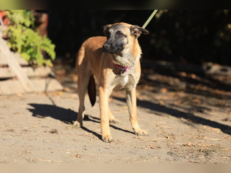 Pepper: Süßer Welpe braucht erfahrene Menschen