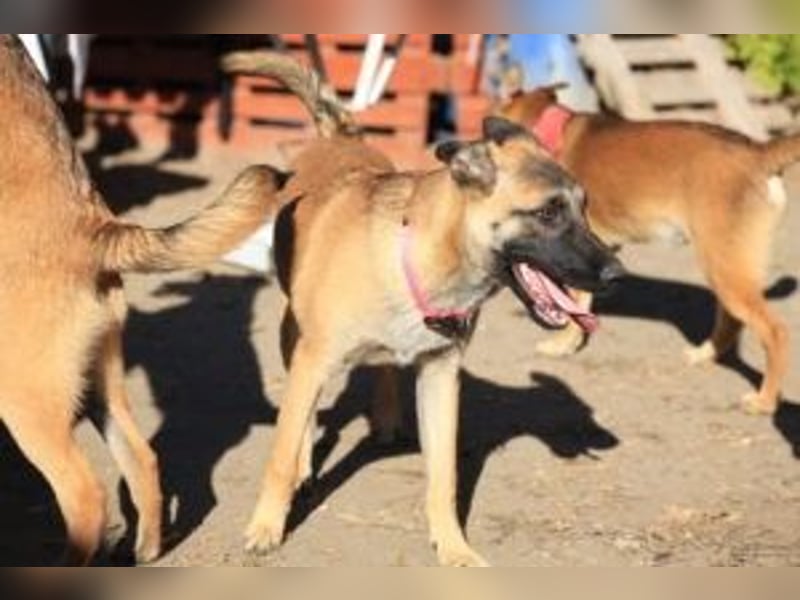 Pepper: Süßer Welpe braucht erfahrene Menschen