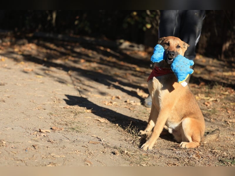 Welpe Coby: Sucht erfahrene Hundebesitzer