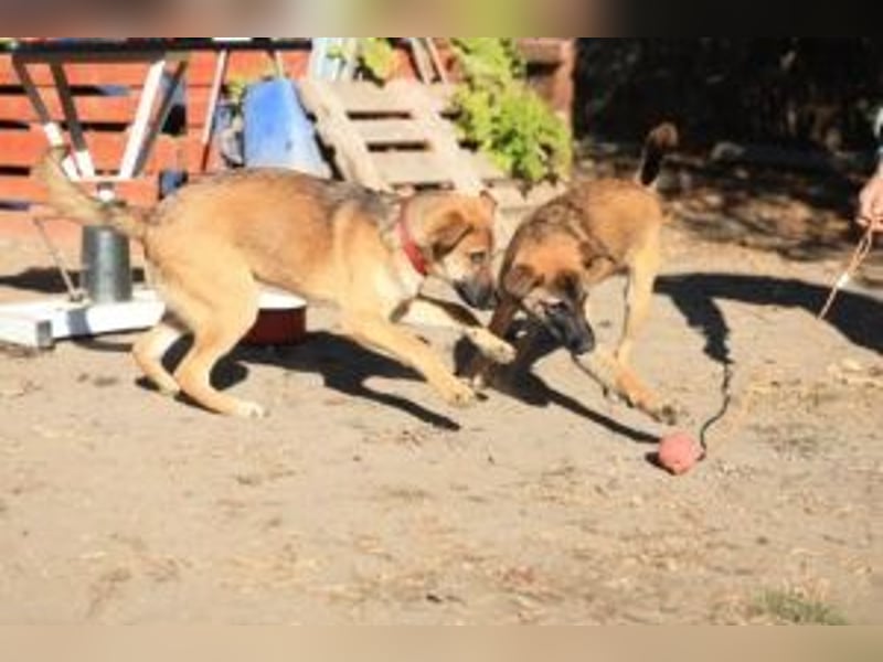 Welpe Lemmi: Möchte in eine hundeerfahrene Familie