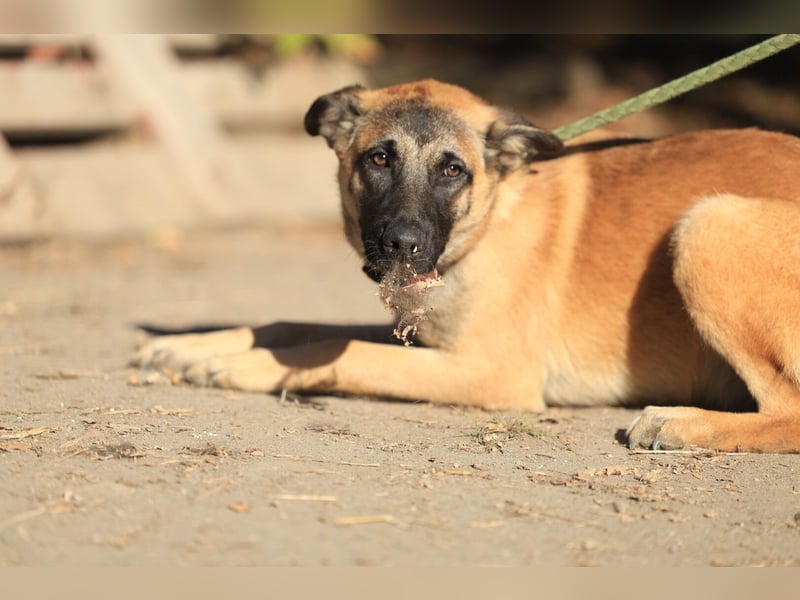 Pepper: Süßer Welpe braucht erfahrene Menschen